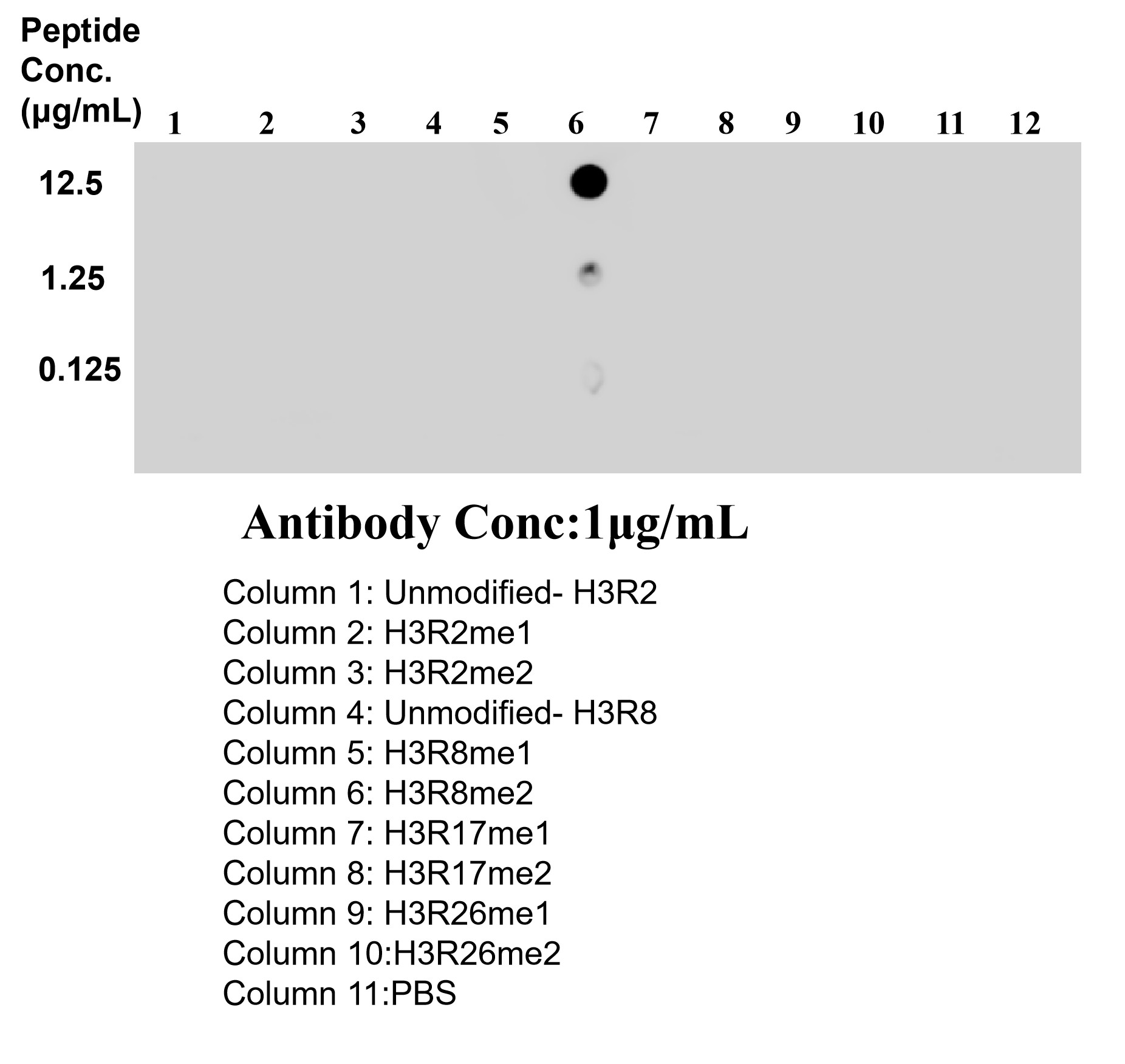 Dot Blot experiment of / using 87625-1-RR Dot Blot experiment of / using 87625-1-RR
